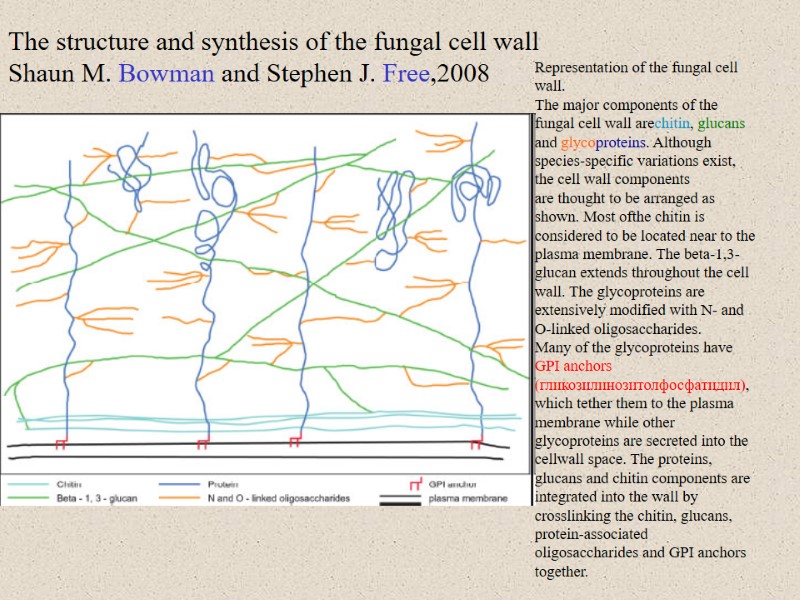 Representation of the fungal cell wall. The major components of the fungal cell wall